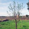 Prunus_dulcis_03-2017_2254
