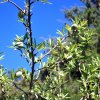 Prunus_dulcis_05-2017_2501