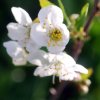 Prunus_cerasus_04-2016_1110