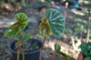 Begonia_11-2017_3115