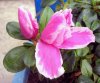 Camellia_03-2008_3210