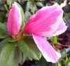 Camellia_03-2008_3211
