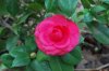 Camellia_03-2017_2285