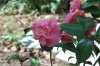 Camellia_03-2017_2286