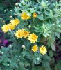 Chrysanthemum_06-2009_0330