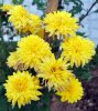 Chrysanthemum_07-2016_1768