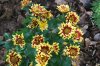 Chrysanthemum_10-2016_2069