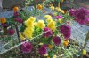 Chrysanthemum_10-2016_2072