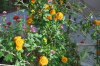 Chrysanthemum_10-2016_2073