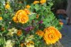 Chrysanthemum_10-2016_2074