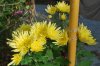 Chrysanthemum_10-2016_2075