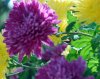 Chrysanthemum_10-2016_2081