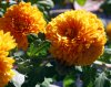 Chrysanthemum_10-2016_2082