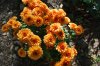 Chrysanthemum_10-2018_3904