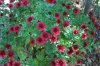 Chrysanthemum_10-2018_3907