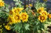 Chrysanthemum_10-2018_3911