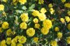 Chrysanthemum_10-2018_3912