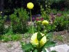 Dahlia_06-2008_3347