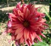 Dahlia_08-2004_2174