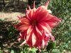 Dahlia_08-2004_2175