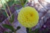 Dahlia_08-2009_0475