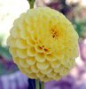 Dahlia_08-2009_0476