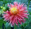 Dahlia_09-2016_1909