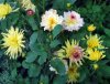 Dahlia_09-2016_1911