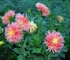 Dahlia_09-2016_1935