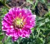 Dahlia_10-2003_1389