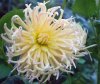 Dahlia_10-2016_2014