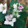 Rubus_ideus_05-2015_0345