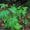 Rubus_ideus_05-2018_3707