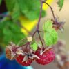 Rubus_ideus_06-2013_0948