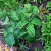 Rubus_ideus_07-2013_0697