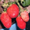 Fragaria_03-2009_4098