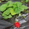 Fragaria_03-2013_0499