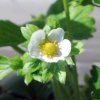 Fragaria_05-2013_0873