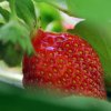 Fragaria_06-2013_0957