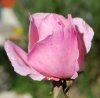 Rosa_02-2016_0933