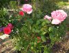 Rosa_04-2008_3310