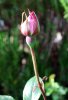 Rosa_04-2013_0706