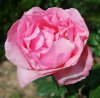 Rosa_04-2013_0787