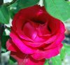 Rosa_04-2013_0788