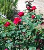 Rosa_05-2009_0198