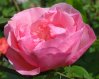 Rosa_05-2009_0201