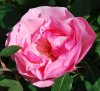 Rosa_05-2009_0202