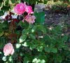 Rosa_05-2010_0378