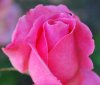 Rosa_05-2010_0397