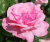 Rosa_05-2015_0349